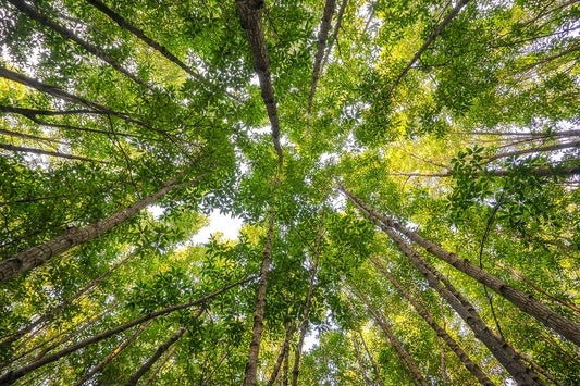 A view of green trees in a forest