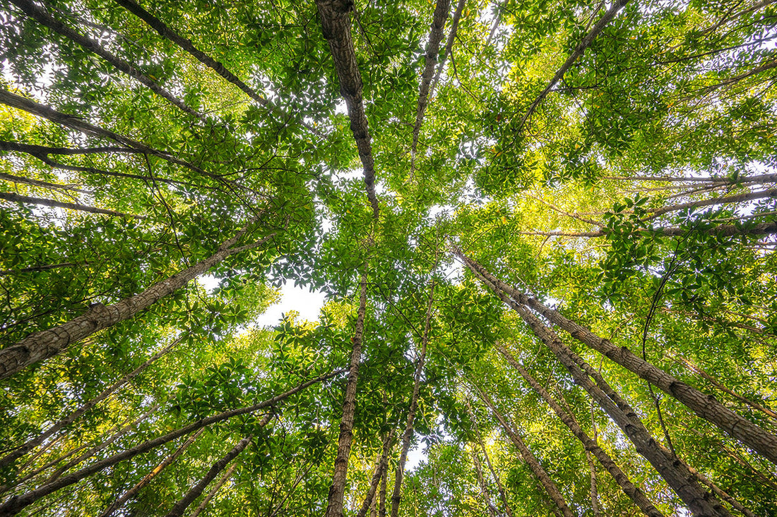 A view of green trees in a forest