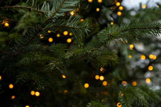Blurry yellow holiday lights on a pine tree